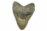 Serrated, Fossil Megalodon Tooth - Massive Tooth #272797-1